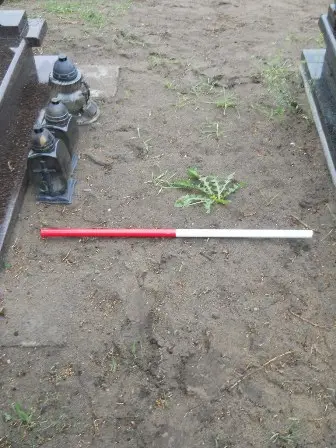 Zdjęcie grobu 36/100