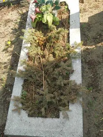 Zdjęcie grobu 9/286