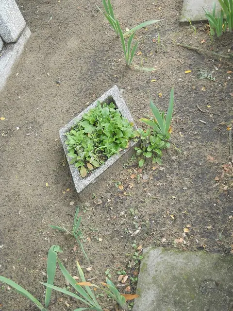 Zdjęcie grobu 5/22590