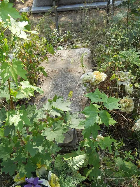 Zdjęcie grobu 18/28387