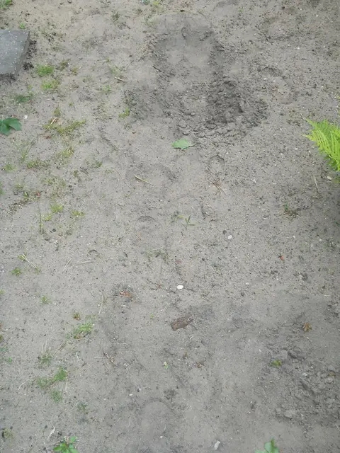 Zdjęcie grobu 7/11069