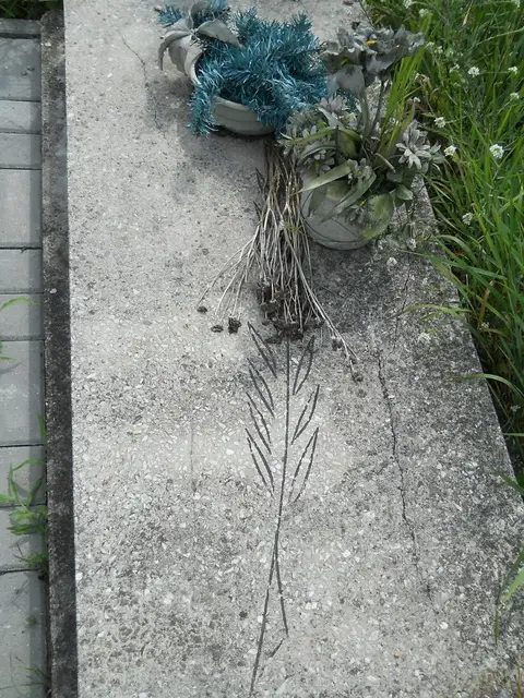 Zdjęcie grobu 26/22775