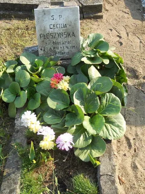 Zdjęcie grobu 15/26719