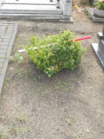 Zdjęcie grobu 38/100