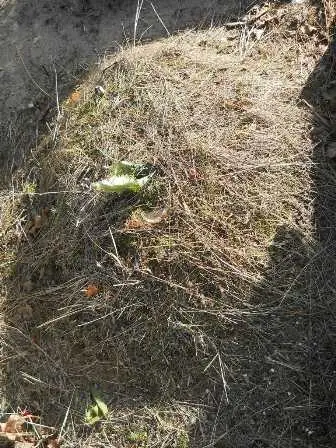Zdjęcie grobu 100/100