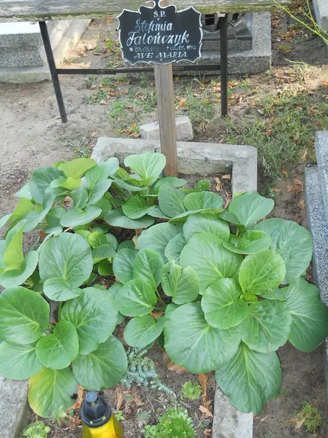 Zdjęcie grobu 15/26711