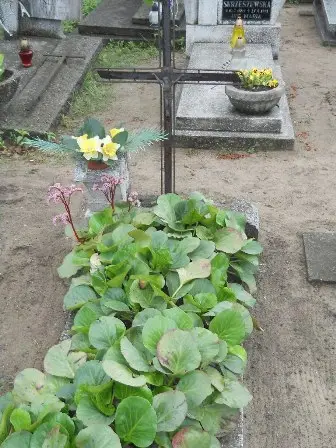 Zdjęcie grobu 36/234