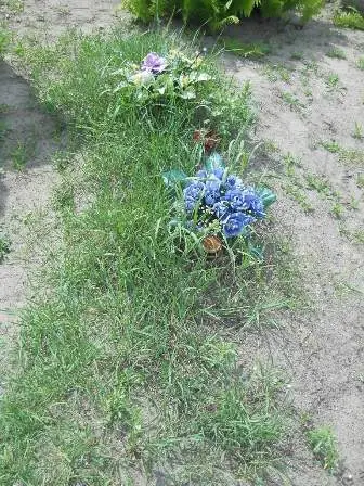 Zdjęcie grobu 20/524