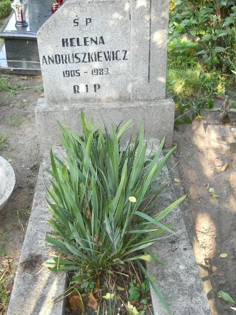 Zdjęcie grobu A/24880