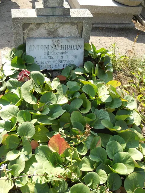 Zdjęcie grobu 14/27327
