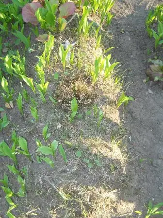 Zdjęcie grobu 7b/100