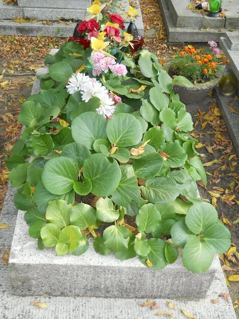 Zdjęcie grobu 15/26670