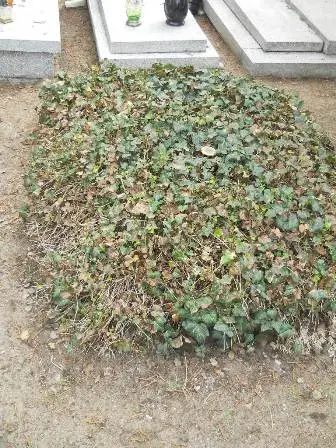 Zdjęcie grobu 33/100