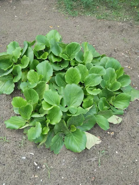 Zdjęcie grobu 5/22639