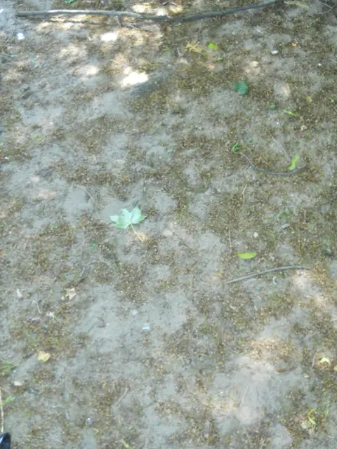 Zdjęcie grobu 8/10041