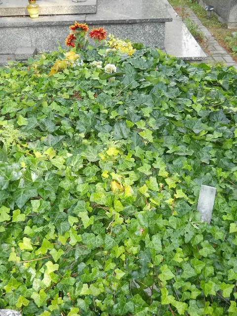 Zdjęcie grobu B/25549