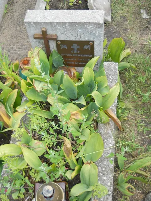Zdjęcie grobu 21/23811