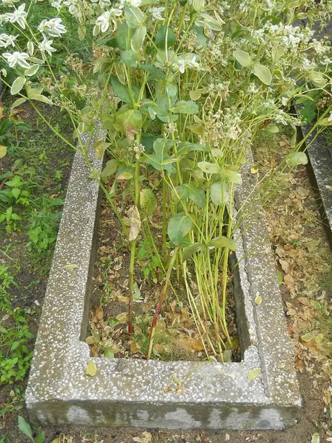 Zdjęcie grobu B/25386