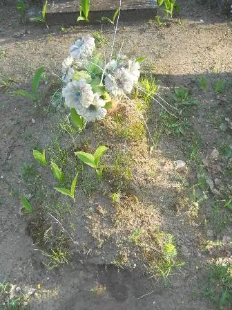 Zdjęcie grobu 7b/100