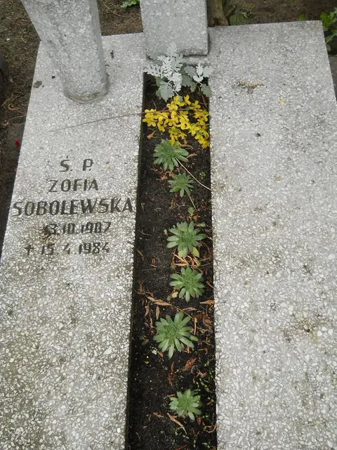 Zdjęcie grobu 24/23326