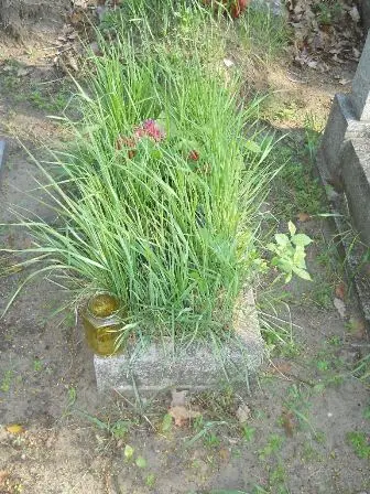 Zdjęcie grobu 7/100