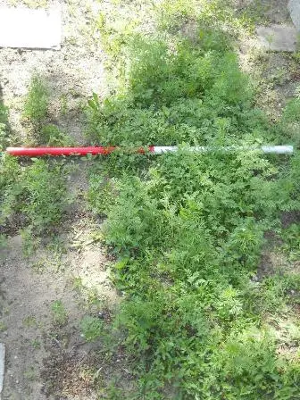 Zdjęcie grobu 25/100