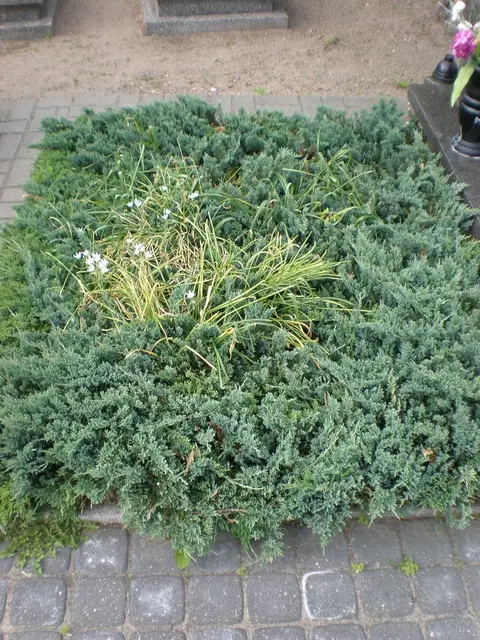 Zdjęcie grobu 8B/20061