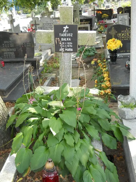 Zdjęcie grobu 19/28560