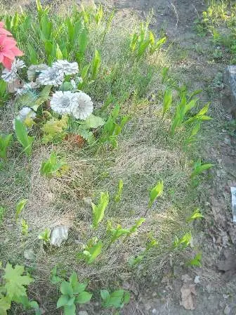 Zdjęcie grobu 7b/100