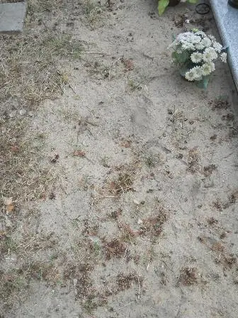Zdjęcie grobu 10/100