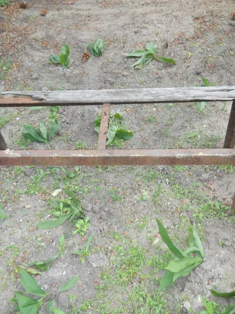 Zdjęcie grobu 7/10904