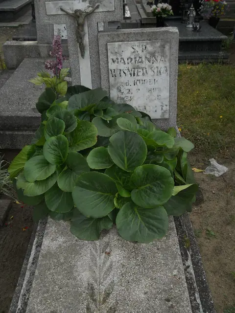Zdjęcie grobu 15/26554