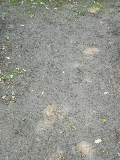Zdjęcie grobu 8A/10310