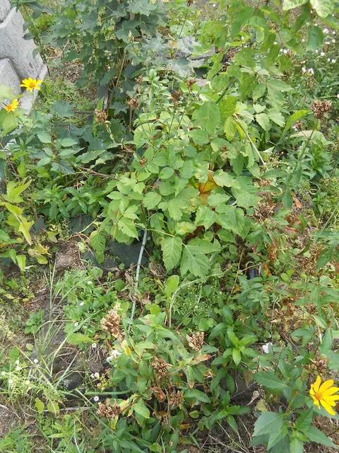 Zdjęcie grobu 15/26522