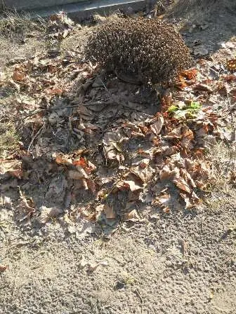 Zdjęcie grobu 2/100