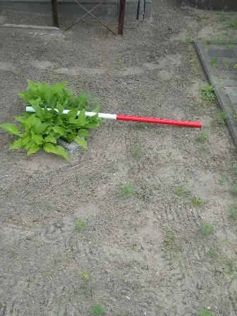 Zdjęcie grobu 20/100