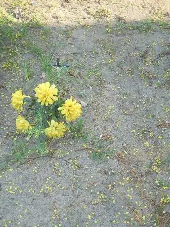 Zdjęcie grobu 7b/100