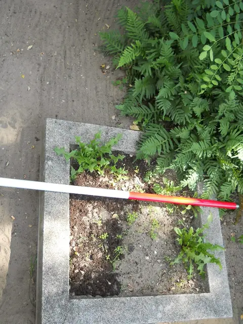 Zdjęcie grobu 6/24269
