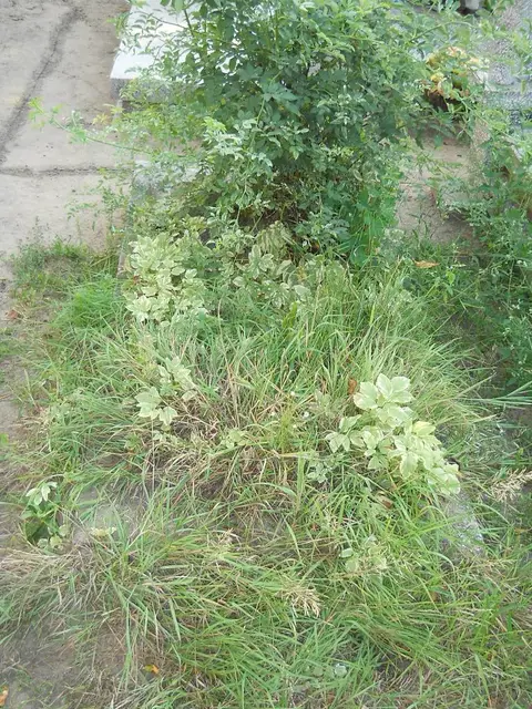 Zdjęcie grobu 23/28766