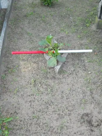 Zdjęcie grobu 24/100