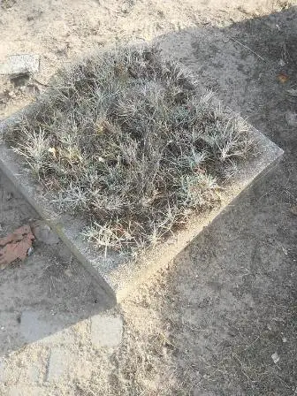 Zdjęcie grobu 10/100