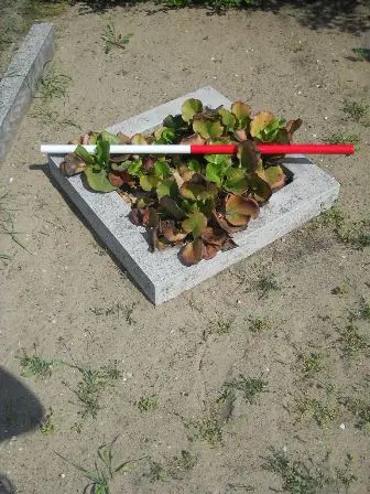 Zdjęcie grobu 30/100
