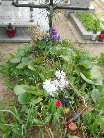 Zdjęcie grobu 20/504