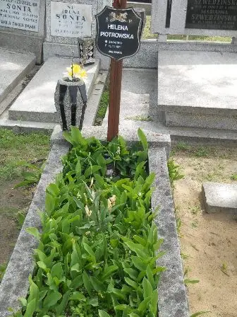 Zdjęcie grobu 25/128