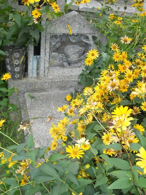 Zdjęcie grobu A/24756