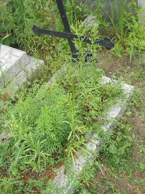 Zdjęcie grobu 21/23791