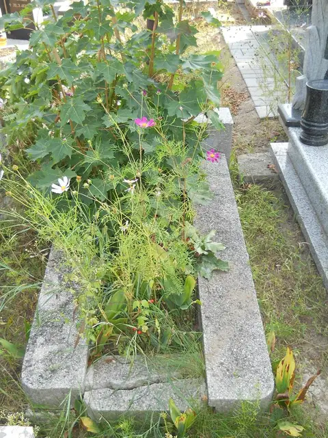 Zdjęcie grobu 14/27678