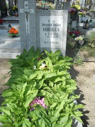Zdjęcie grobu B/226