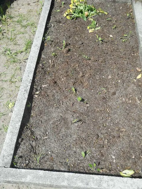 Zdjęcie grobu 8A/10288