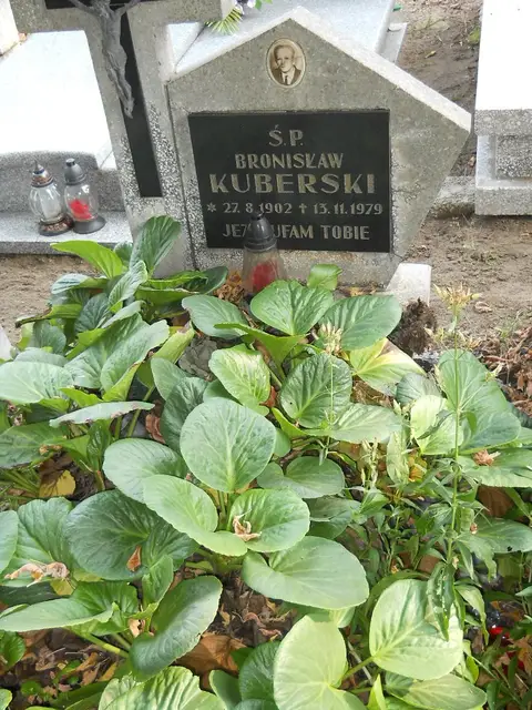Zdjęcie grobu 15/26646